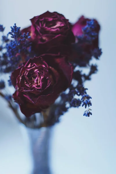 Conjunto de rosas vermelhas roxas secas e lavanda — Fotografia de Stock