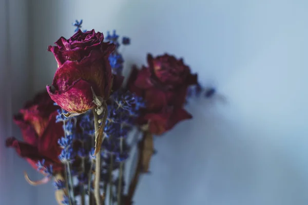 Conjunto de rosas vermelhas roxas secas e lavanda — Fotografia de Stock