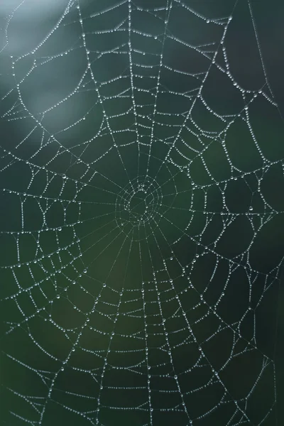 Фото павутини, вкрито маленькими краплями води Стокове Зображення