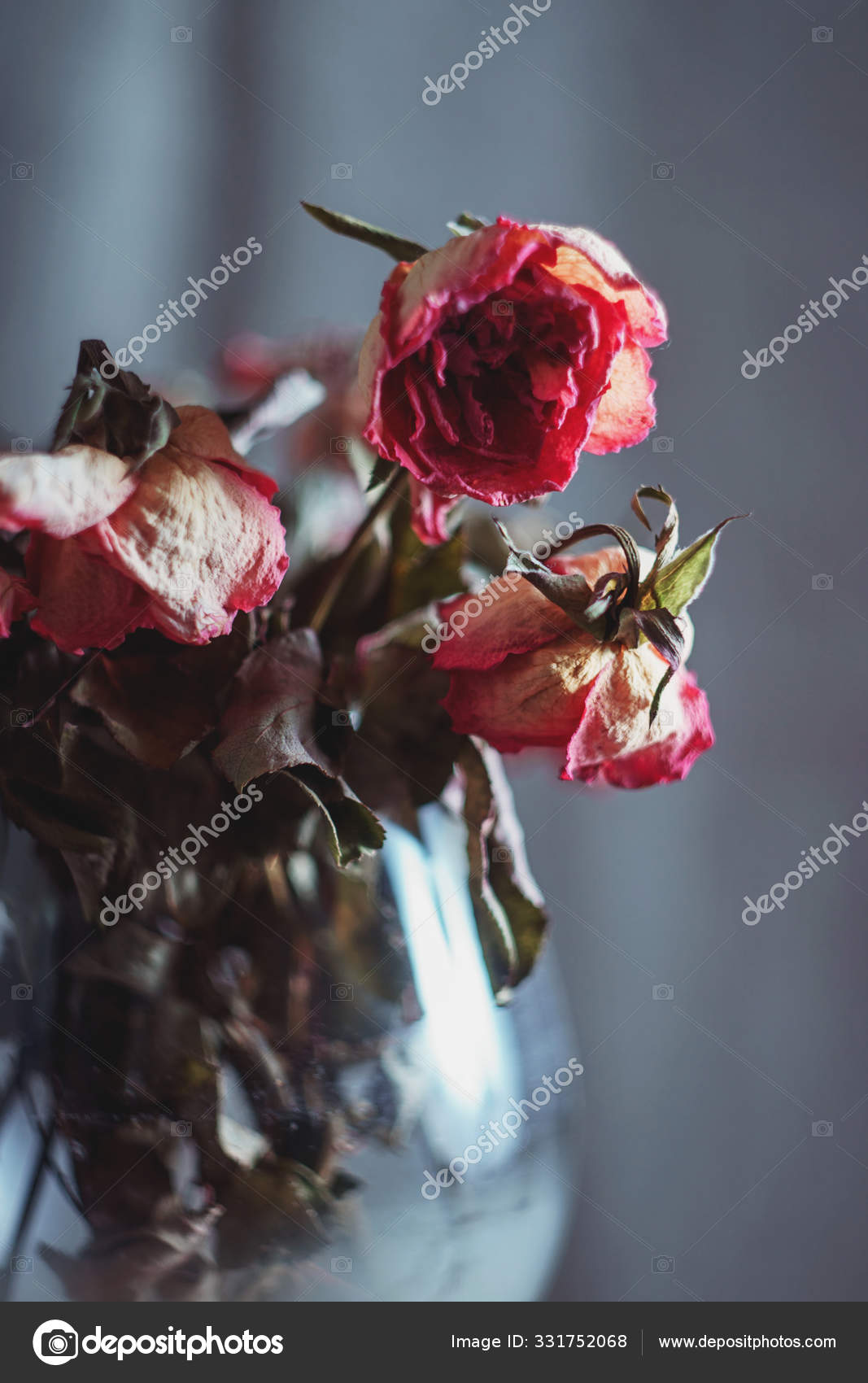 Dry Faded Yellow Pink Roses In Glass Vase Stock Photo C Maria K
