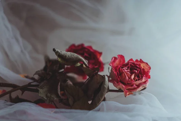 Zwei getrocknete rosa Rosen auf cremigem weißen Schleier — Stockfoto