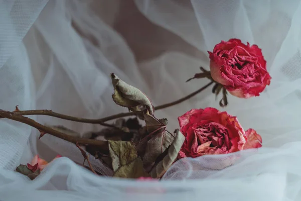 Zwei getrocknete rosa Rosen auf cremigem weißen Schleier — Stockfoto