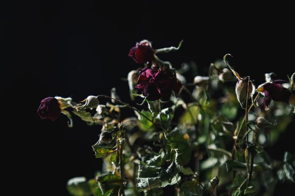 Kleiner Strauch Trocknender Rosen Hinterleuchtet Auf Schwarzem Hintergrund — Stockfoto