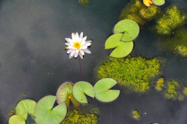 Bitkiler su pembe nilüfer ve kayan yaprakları