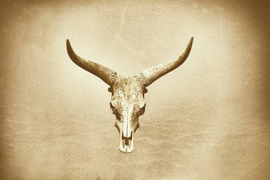 Bizon kafatası sıcak gri arka plan deri etkisi üzerinde