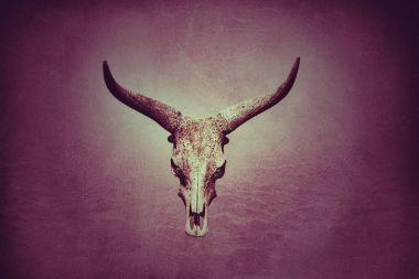 Bizon kafatası mor zemin üzerine