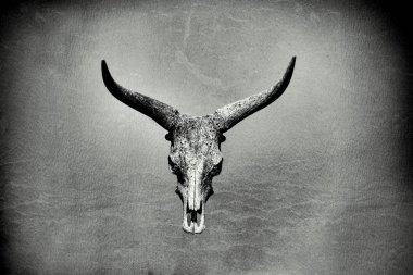 Bizon kafatası üzerinde deri etkisi siyah ve beyaz arka plan görüntüsü
