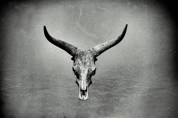 Bizon kafatası üzerinde deri etkisi siyah ve beyaz arka plan görüntüsü