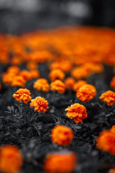 Πορτοκαλί Λουλούδια Μια Γκρίζα Πόλη — Φωτογραφία Αρχείου