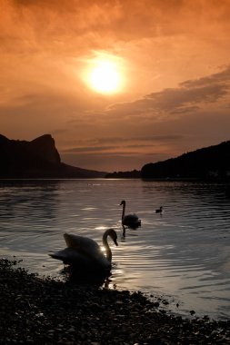 İki kuğular gölde bir gölde gün batımından önce üzerinde silüeti