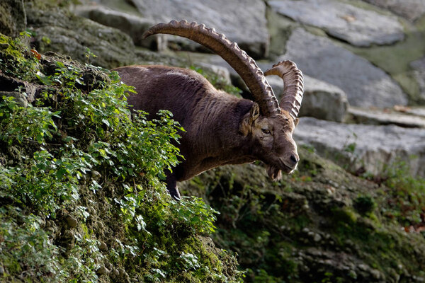 Самцы альпийских косуль наблюдают за своей паствой.
