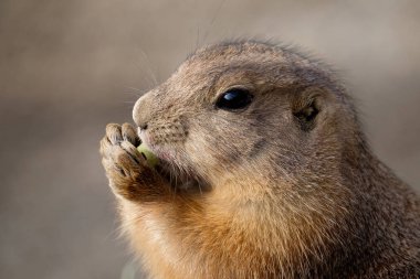A prairie-dog having a snack clipart