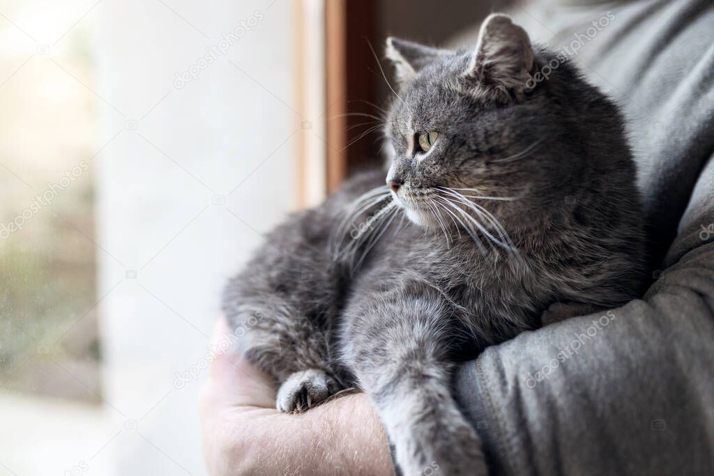 Man at home holding his lovely cat. Gray cute kitten with green eyes. Pets and lifestyle concept.