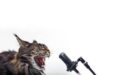 Kedi yüksek sesle mikrofona şarkı söylüyor..