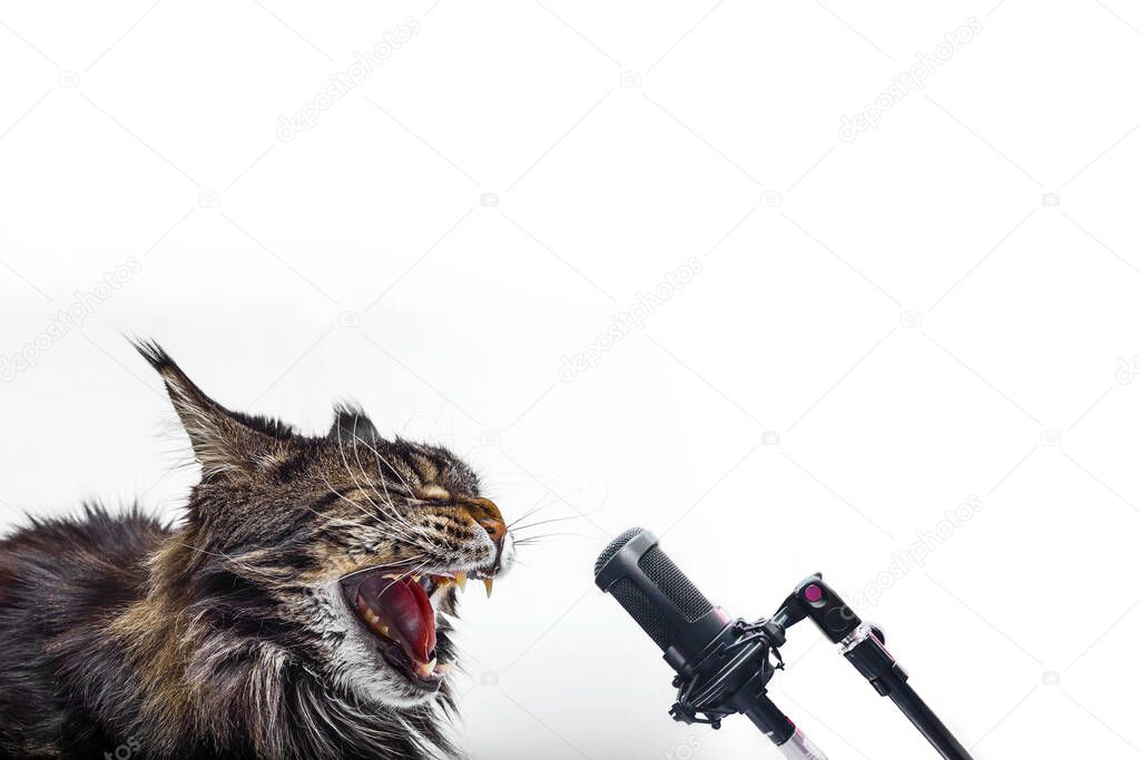 Cat Loudly singing into the microphone on a white background.