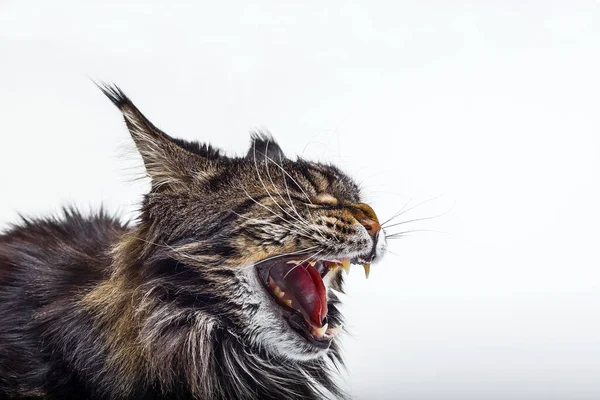 Çizgili, kızgın kedi Maine Rakun tıslıyor ve beyaz arka planda dişlerini gösteriyor..