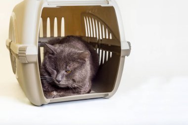 Gri bir kedi kargo kutusunda, hayvanları taşımak için bekliyor..