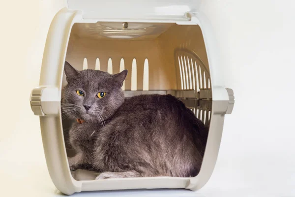 Gri bir kedi kargo kutusunda, hayvanları taşımak için bekliyor..