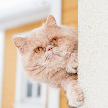 Bir sinsi kedi macera aramak için evin köşesine bakar.