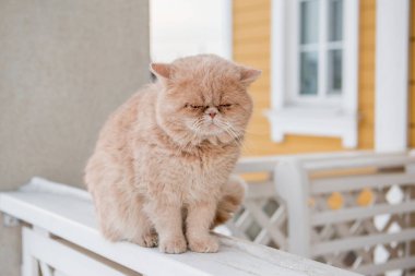 Hüzünlü kedi kışın verandada yürüyüşe çıkar.