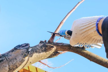 Eldeki makas baharda dalları kesiyor. Bahçeyi çiçek açmaya, meyve ağaçlarıyla ilgilenmeye hazırlama fikri..