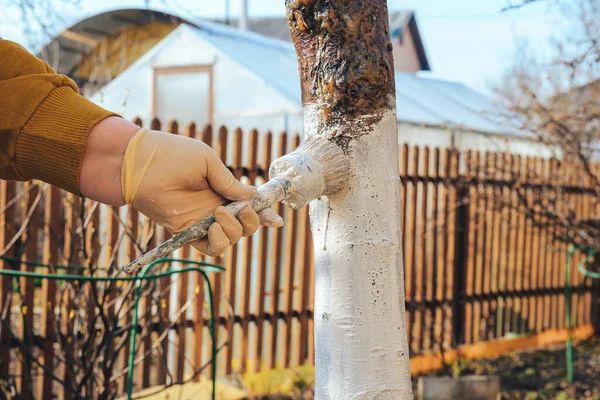 Brush Hand Bleaches Trunk Fruit Tree Preparing Garden Flowering Caring — Stock Photo, Image