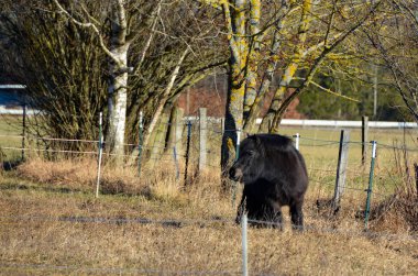 Yalnız kıllı midilli