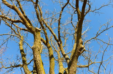 Yapılandırılmış dalları