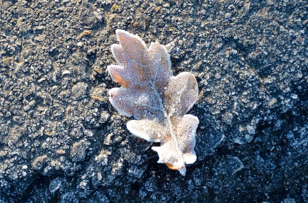 Frozen Leaf