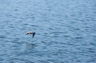 2 su üzerinde uçan martı