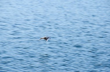 1 su üzerinde uçan martı