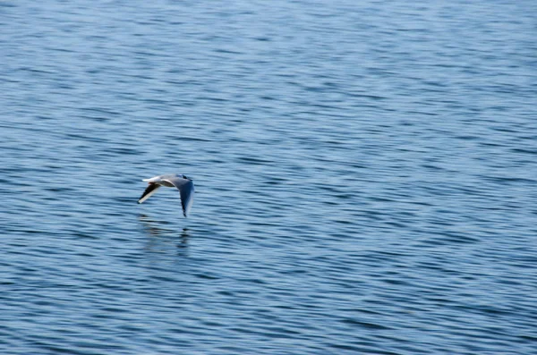 Чайка в полете над водой 3 — стоковое фото