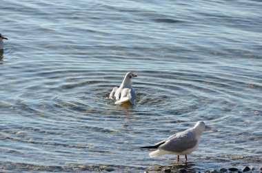 Taş Beach 1 gölde martılar temizle