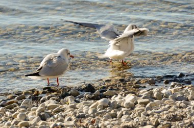 Taş Beach 11 gölde martılar temizle