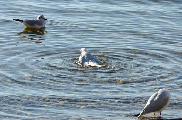 Gaivotas limpam em um lago em uma praia de pedra 3 — Fotografia de Stock