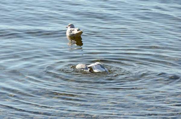 Seagulls clean up on a lake at a stone beach 5 — Stock Photo, Image