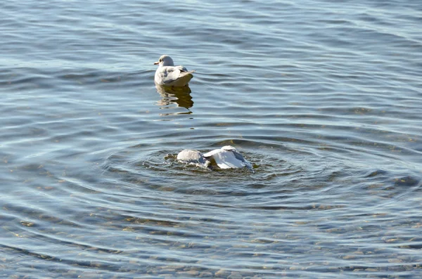 Gaivotas limpam em um lago em uma praia de pedra 5 — Fotografia de Stock