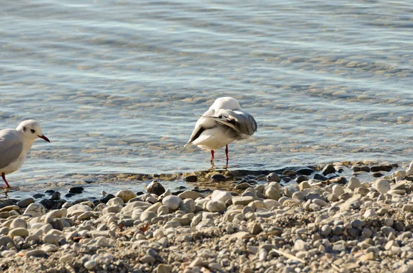 Möwen säubern einen See an einem Steinstrand 6 — Stockfoto