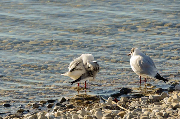 Gaivotas limpam em um lago em uma praia de pedra 19 — Fotografia de Stock