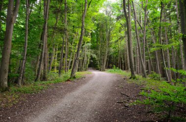 Çakıl yoldaki bir cadde