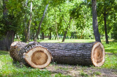 Ahşap bir yeşil orman alanı üzerinde oturum