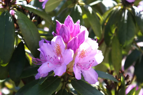 天然紫色花园花 — 图库照片
