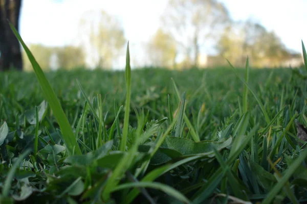 Gras Makropark — Stockfoto