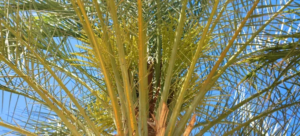 Vackra Exotiska Palmblad — Stockfoto