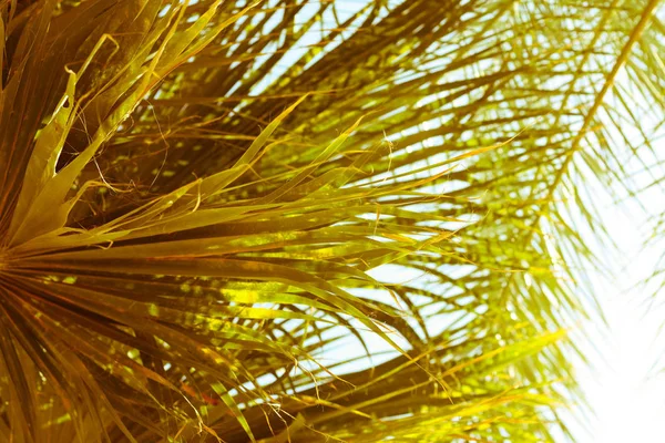 Schöne Exotische Palmblätter — Stockfoto