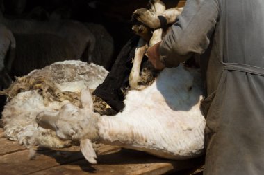 Koyun kesme el Sibirya Köyü makas