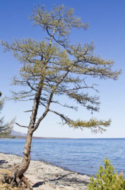 Baykal Gölü kıyısında çam, Kurminsky Körfezi