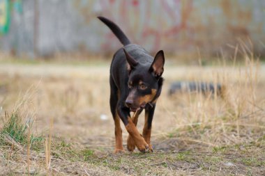 Avustralya ırklarının doğurmak genç bir köpek çimenlerde çalış