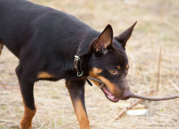 Jeune Chien Race Australienne Kelpie Joue Dans Herbe — Photo