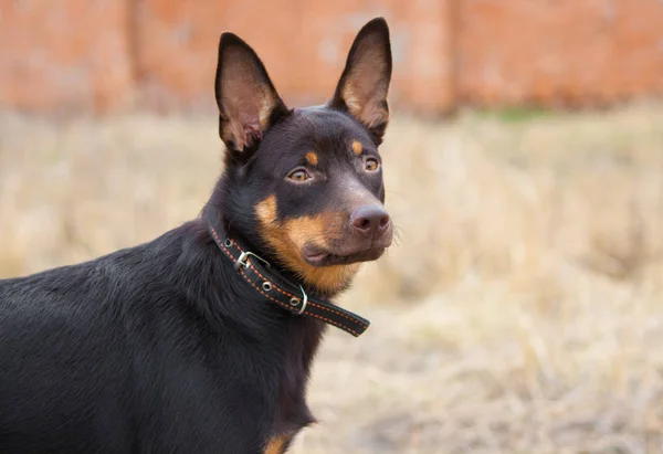 Perro Joven Raza Kelpie Australiana Juega Hierba —  Fotos de Stock